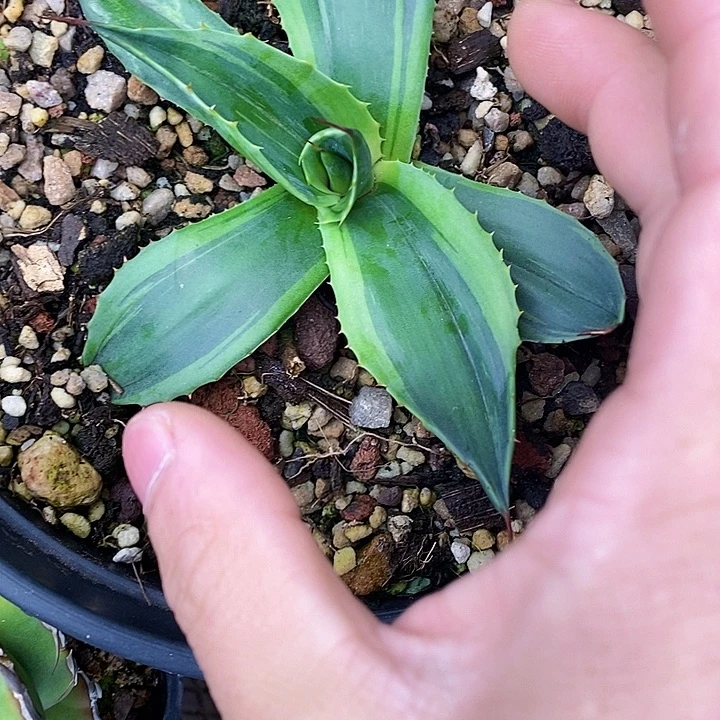 多肉植物龙蛇兰植物