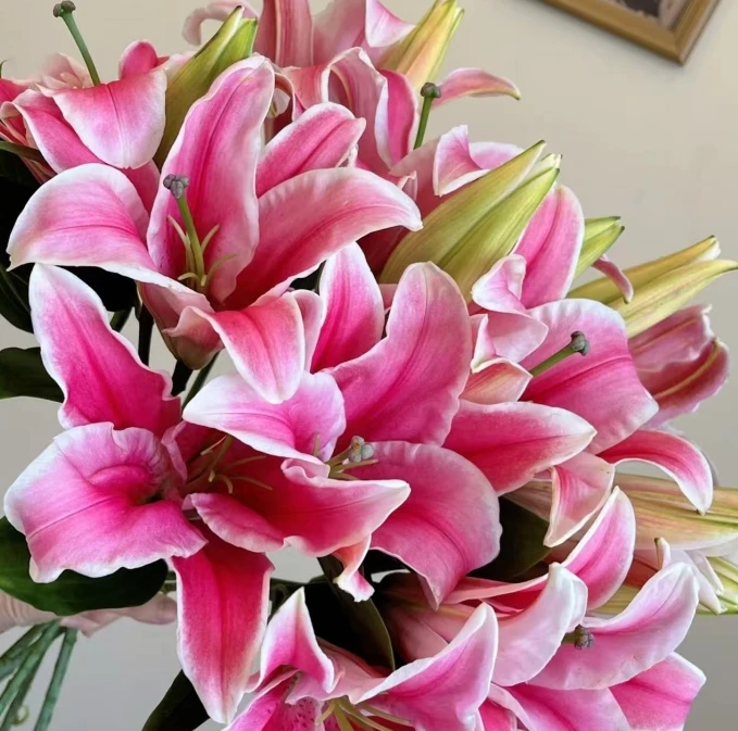 【粉百合】云南鲜花基地直发家用鲜花一单冷链2单及以上顺丰空运