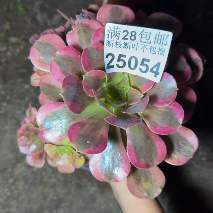 25054美杜舍不包断枝