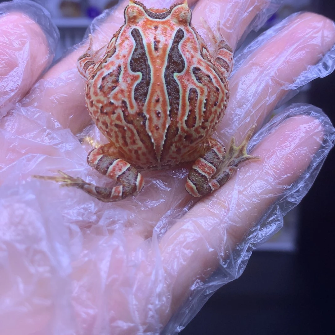 角蛙红色三连纹蝴蝶蛙蛙