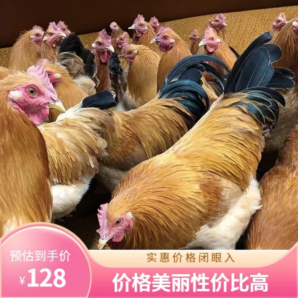 杀好广东清远8个月大扇鸡阉鸡竹林走地鸡蒸鸡白切鸡桑拿鸡打火锅