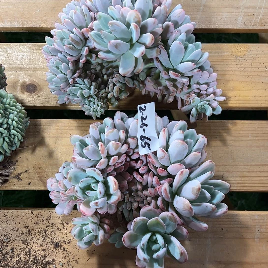 然*226-65星星雪组合2颗寄养