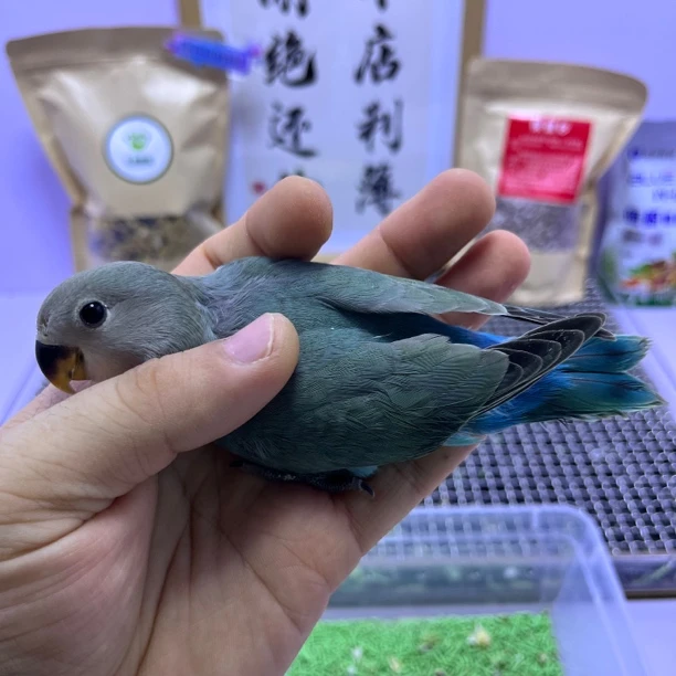 牡丹鹦鹉-学吃高纯松银公H67927