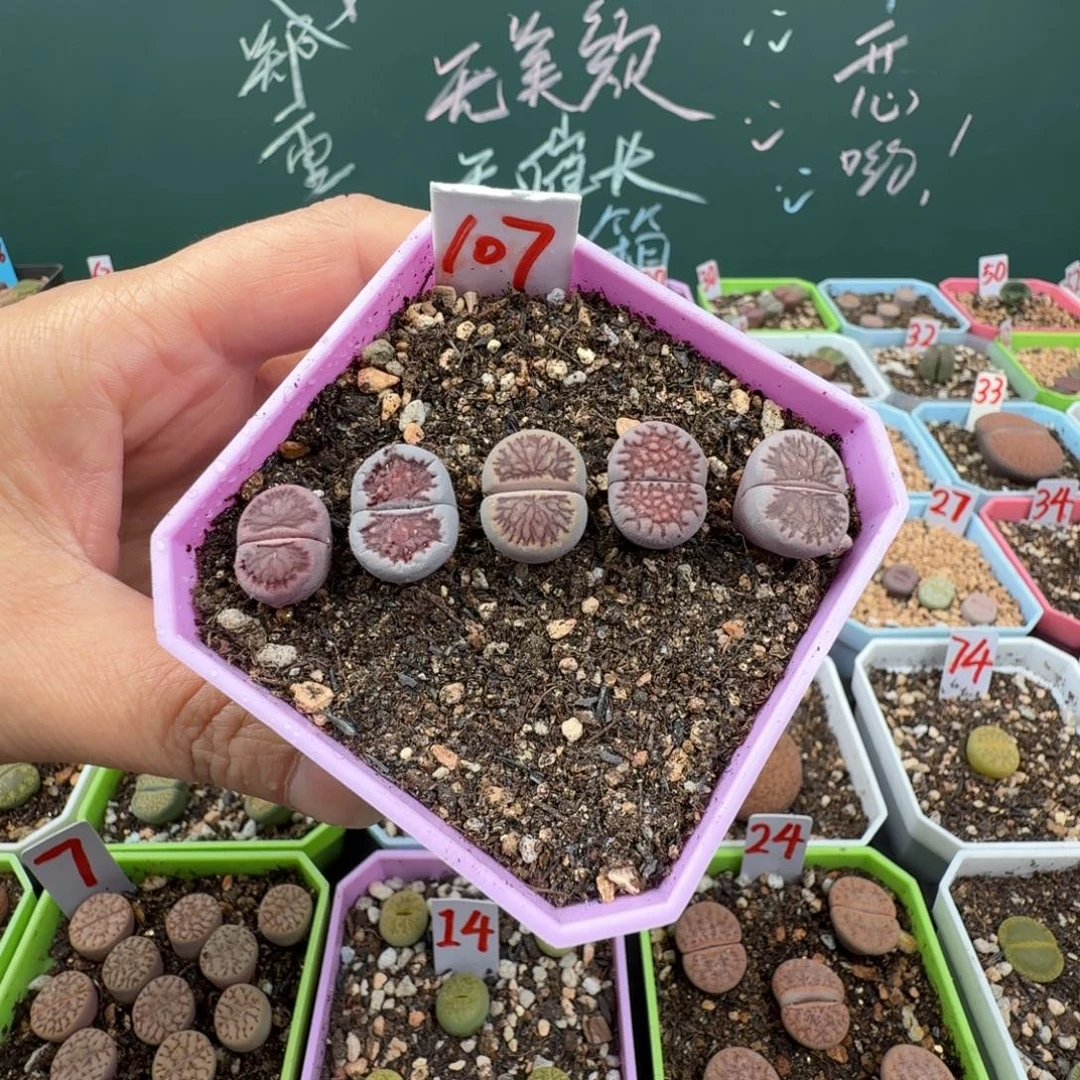 特价紫菊带盆土发货107