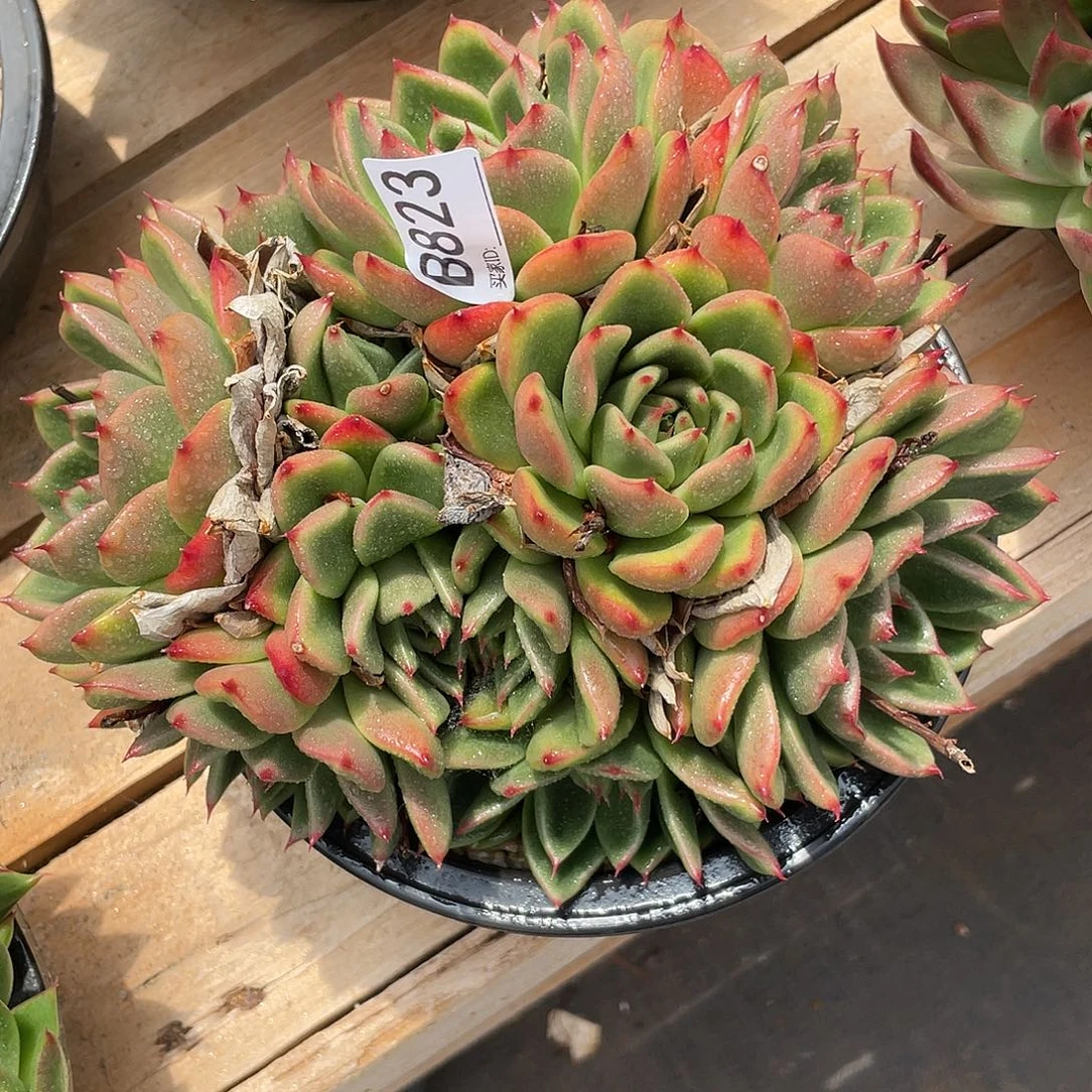 若如东云单拍B823