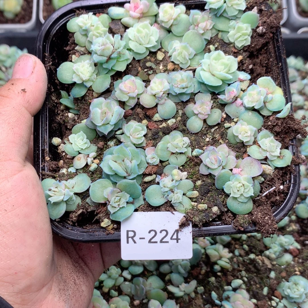 无花朵R224英语英语
