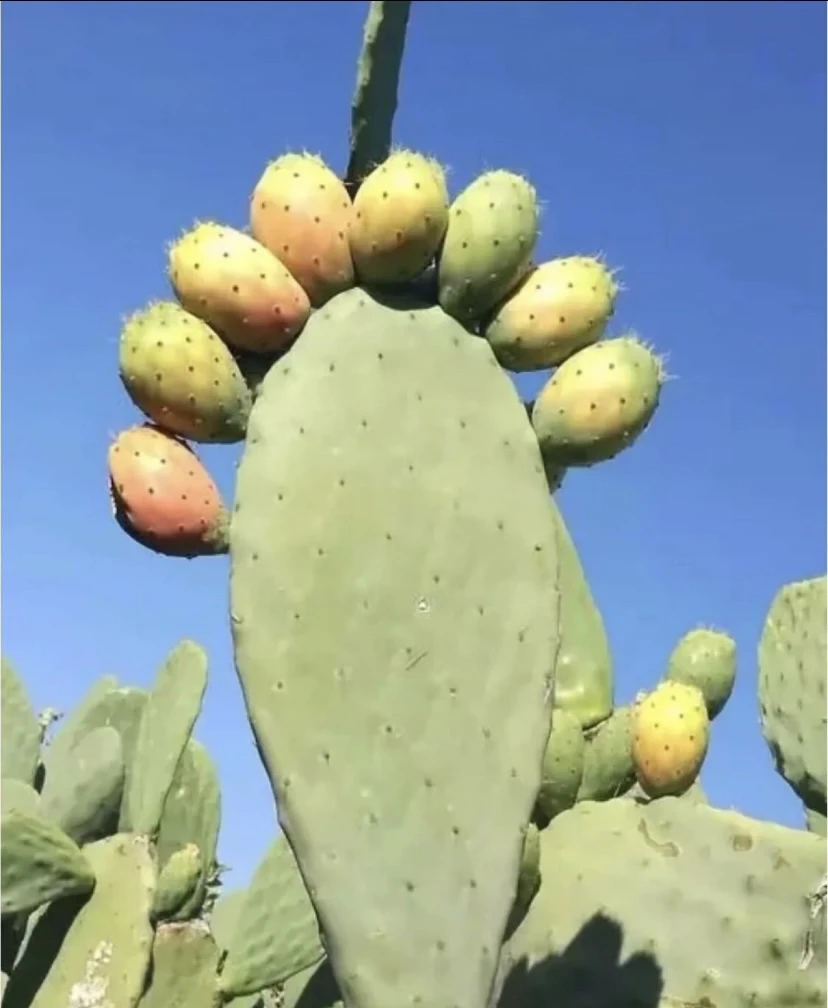 进口仙人掌仙人掌盆栽黄面包仙人掌黄色多肉植物室内盆栽美容绿植