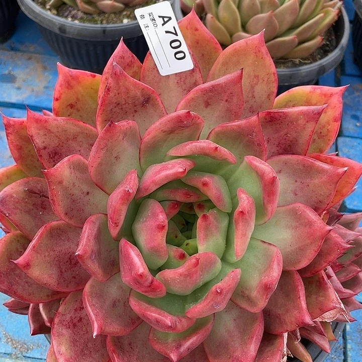 若如东云单拍A700