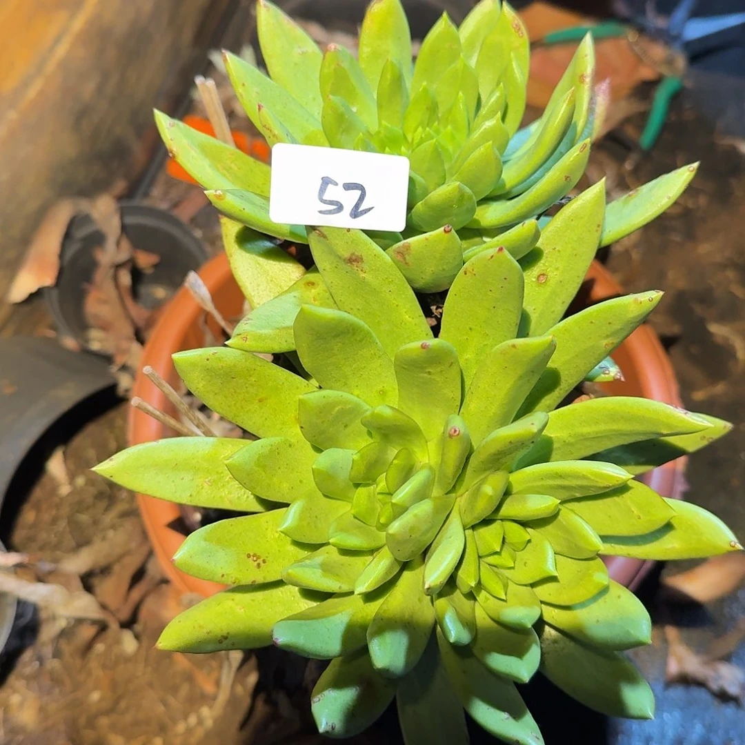 我****换货仙女杯多肉寄养发货