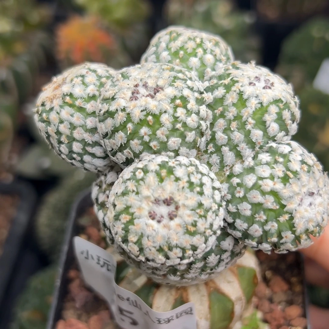 15 仙人球的比赛将