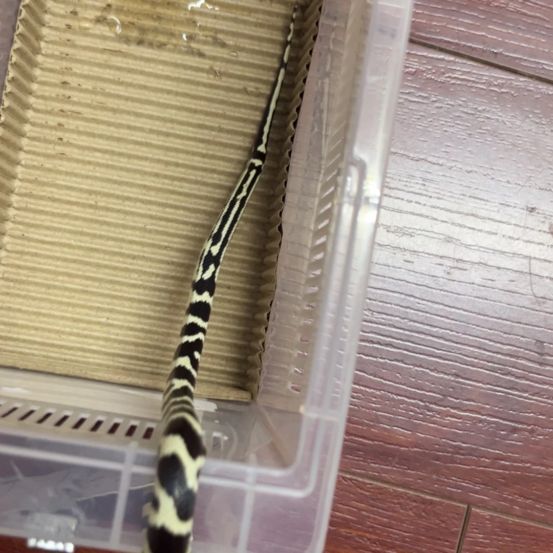 白色蚕宝宝黑白加州