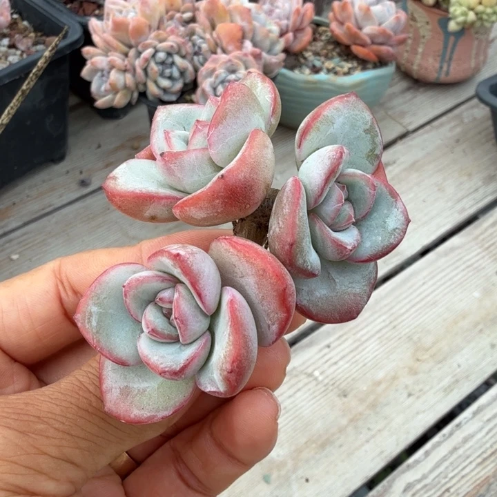 泡芙小树精品包邮