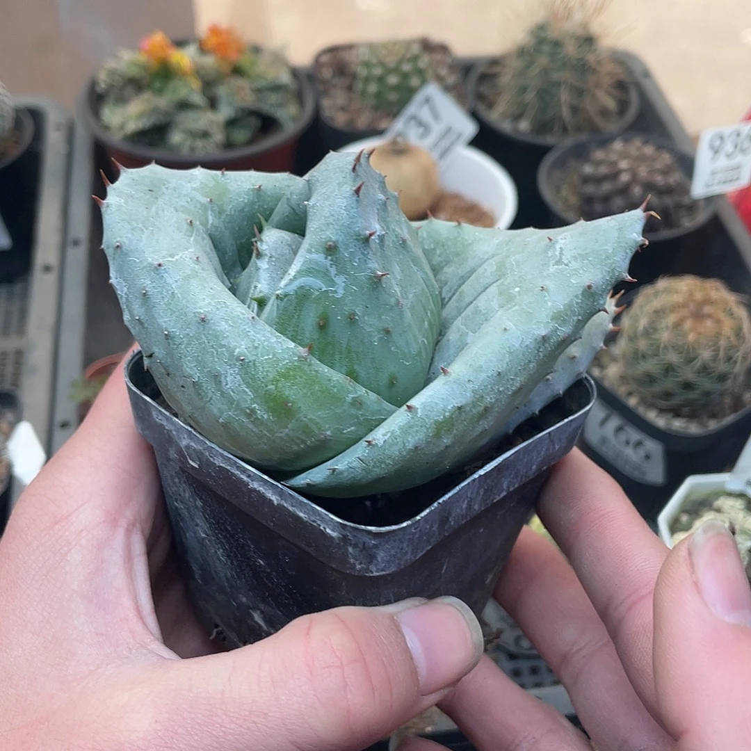 元宝芦荟（满18包邮）