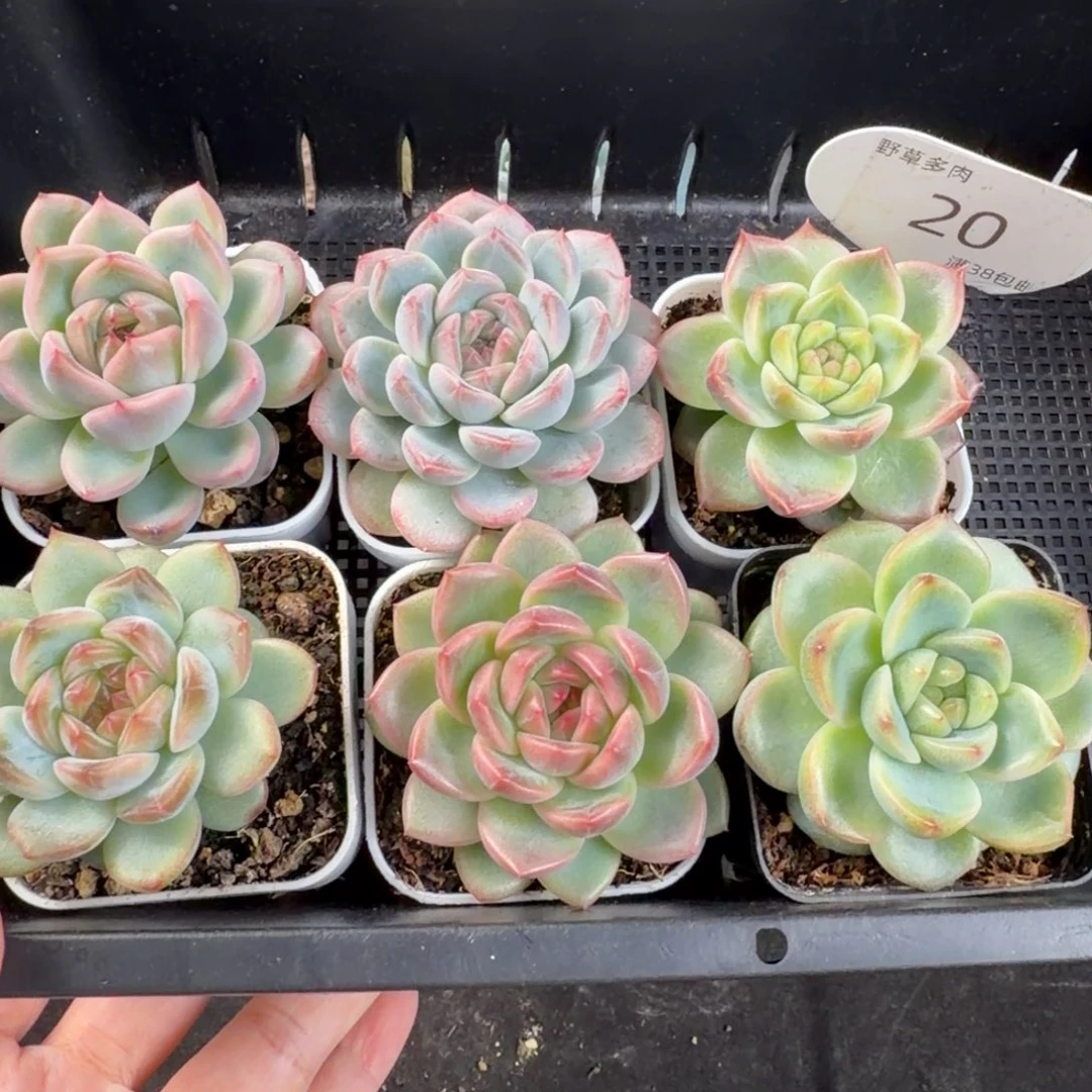 东云优选6颗一组福利20号