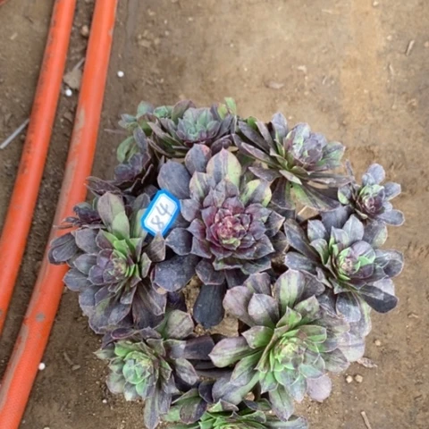 花月夜捧花一物一拍