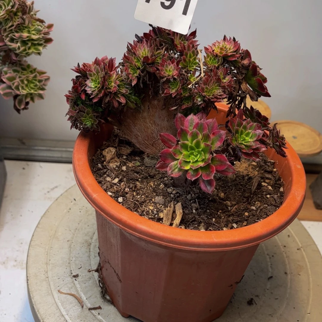 落***幕多肉植物小缀791791