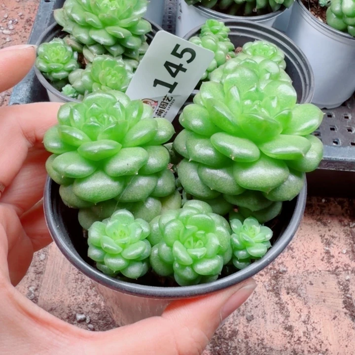 多肉植物多肉植物