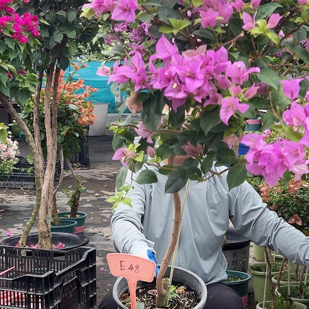 女***子大部分花苞少量开放E48巴西紫