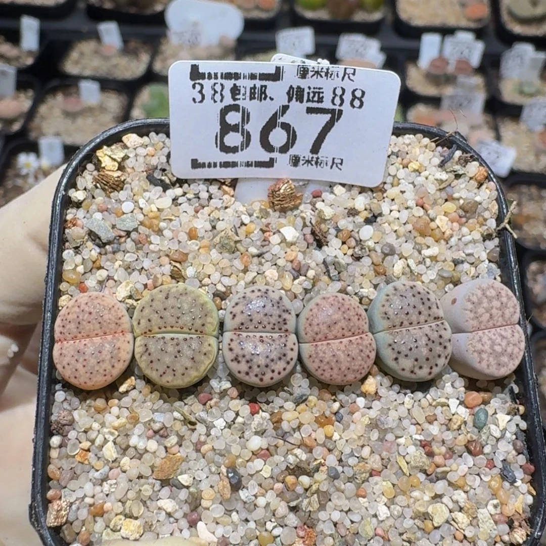 zzzz生石花肉锥867