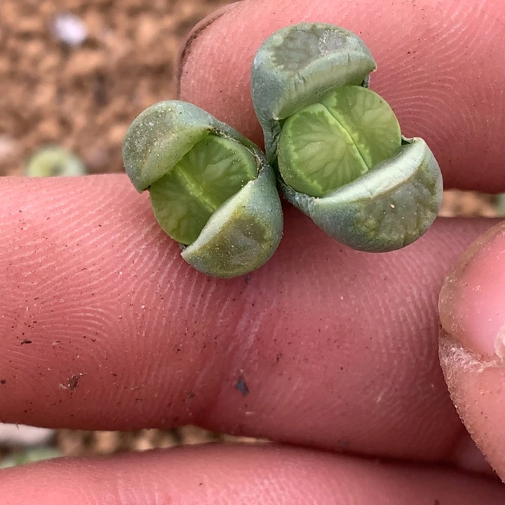 *️****精品多肉植物大战僵尸先生们