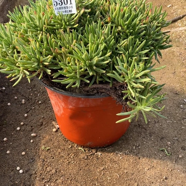 301号维思辛达多肉植物