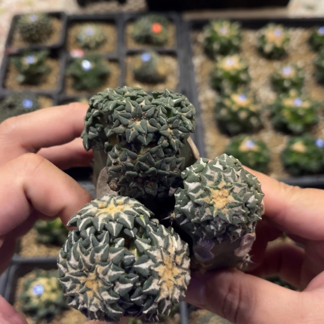 福利款99米3颗福利出