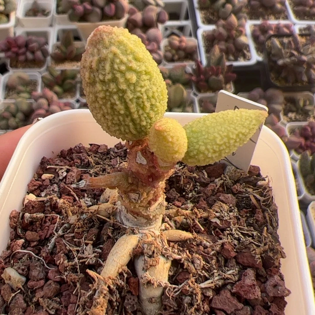 Y*r实生单头桩多肉植物