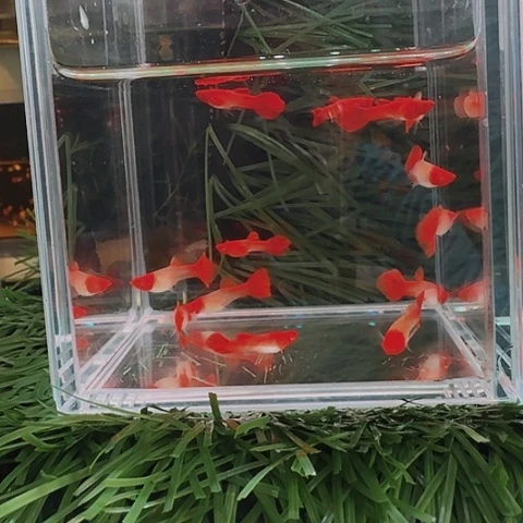 昨***辰海水双分水孔雀鱼压成10条