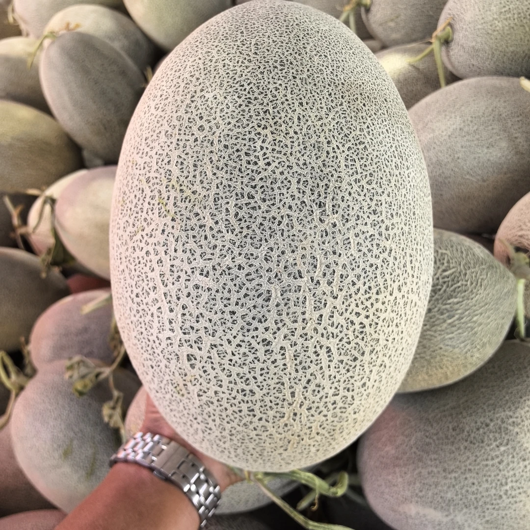 哈密瓜！产地新疆哈密市淖毛湖，西州蜜