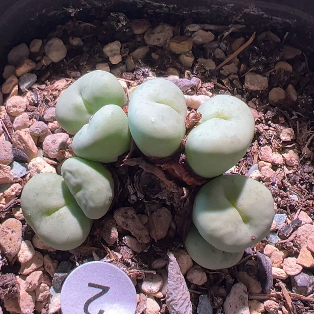 多肉植物1111111111