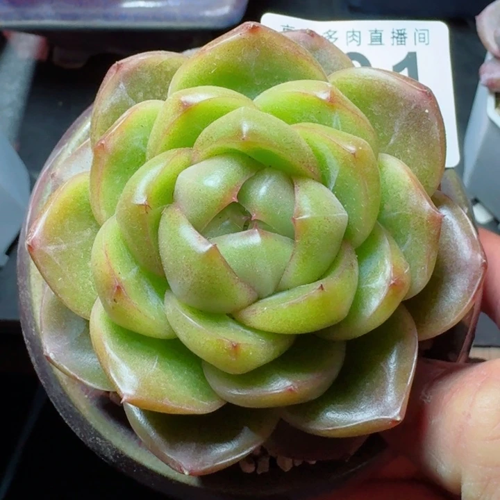 皮唉拉珍妮         精控精养多肉植物