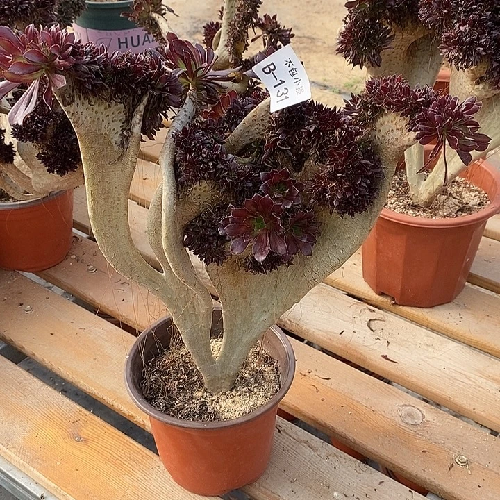 131 黑法师缀带虫咬高33 公分