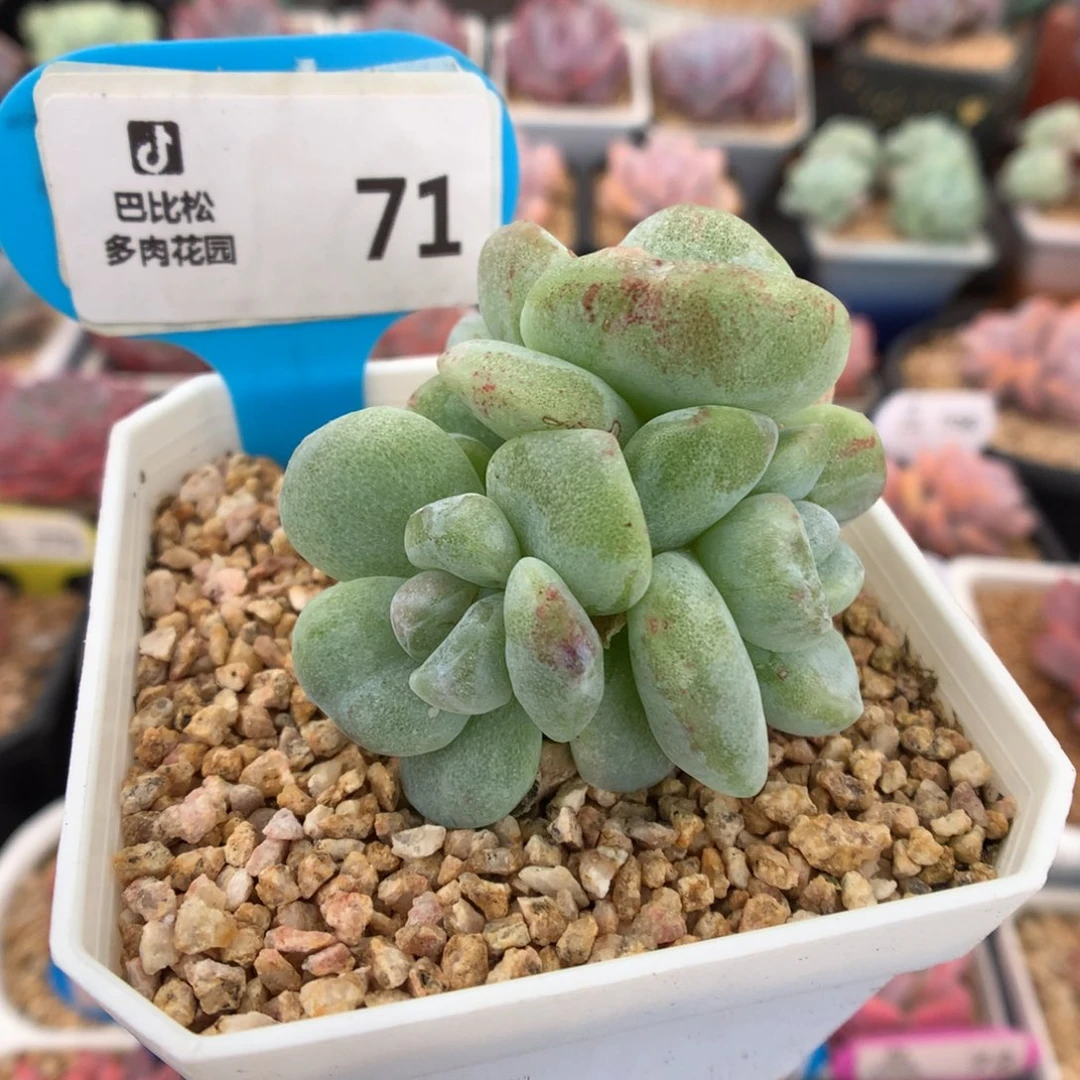 71四头灭心冰玉石化多肉植物