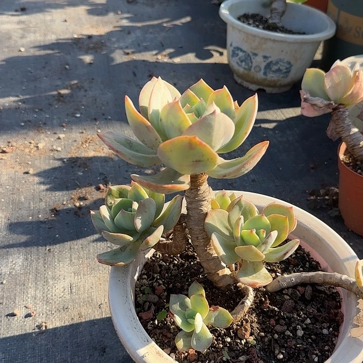 宋***田024无售后白凤脱土发货不退不换