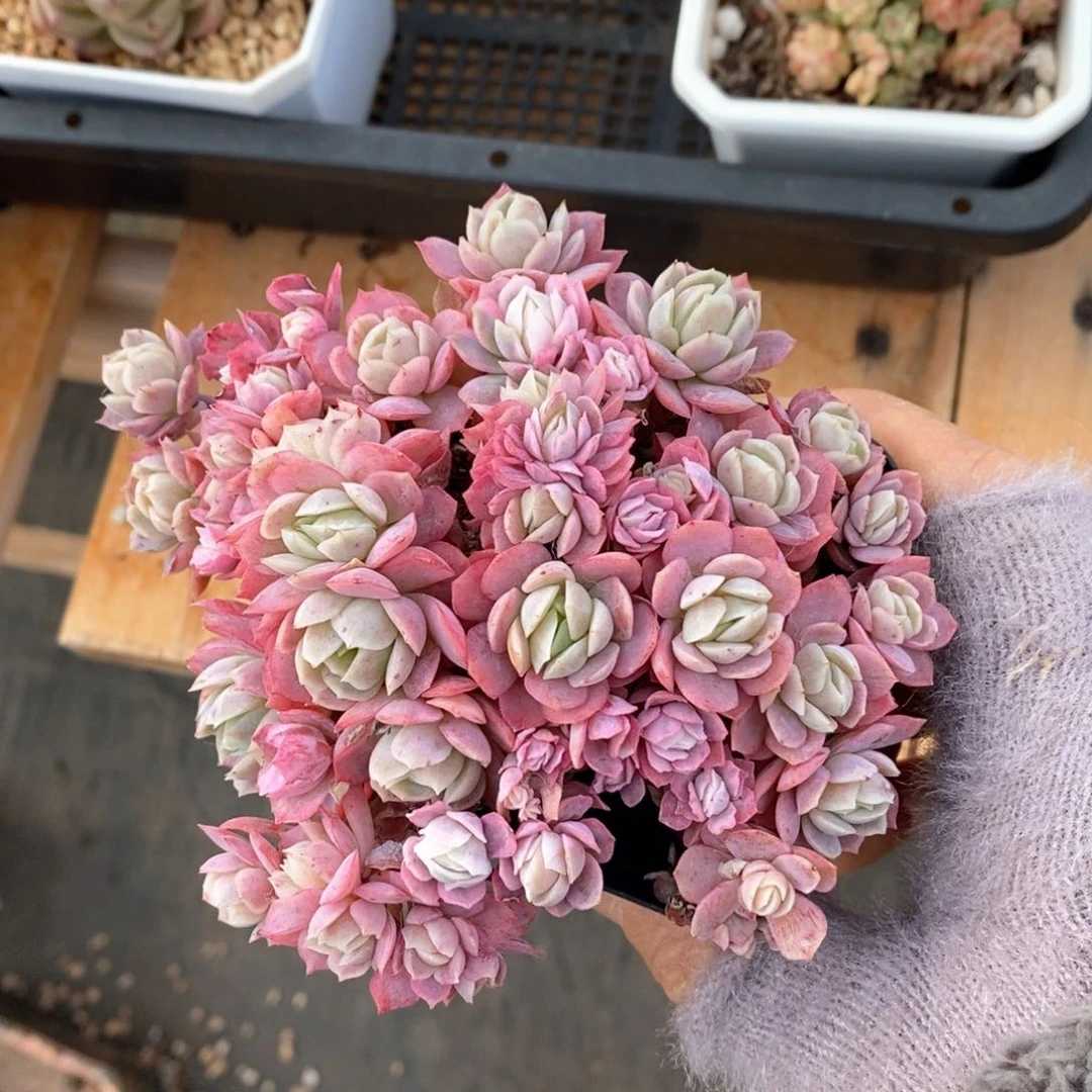 精品多肉一物一拍不包整172