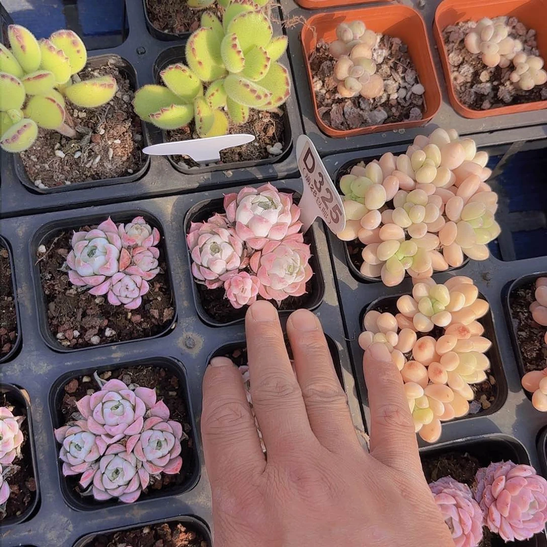 梦**境D325沁心一物一拍