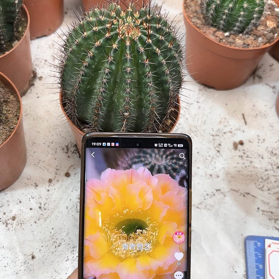 初*彩草20号9公分左右