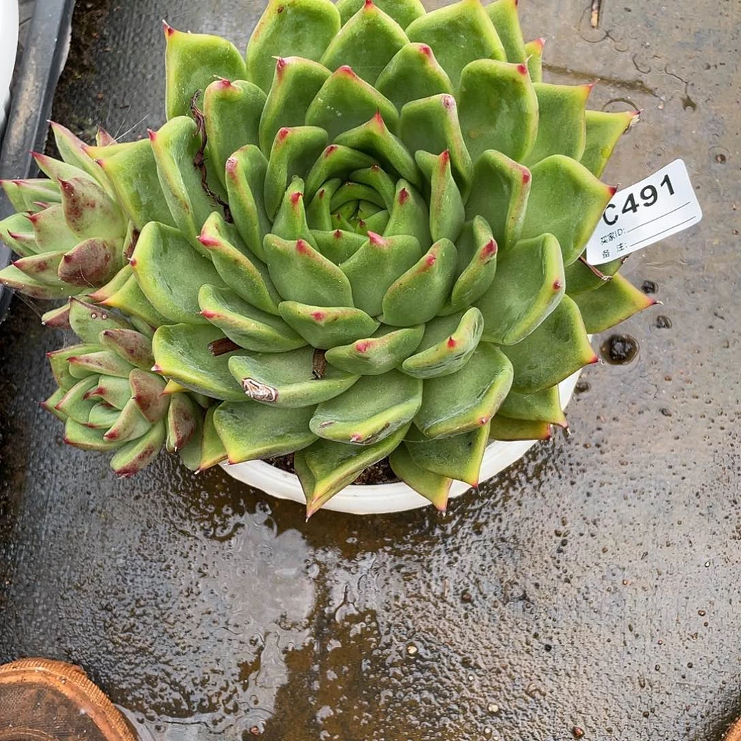 若茹东云单拍C491