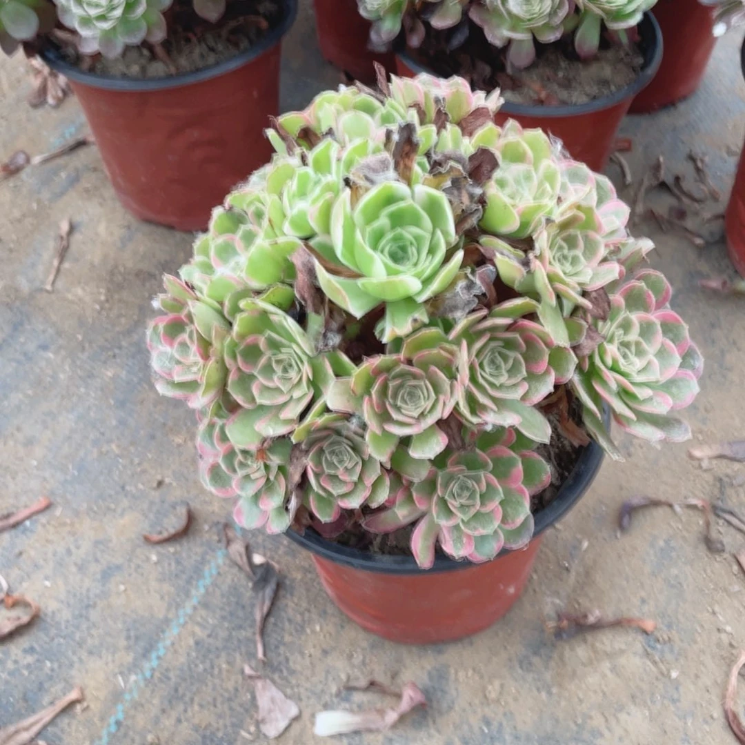 1514安娜法师多肉断枝不售后