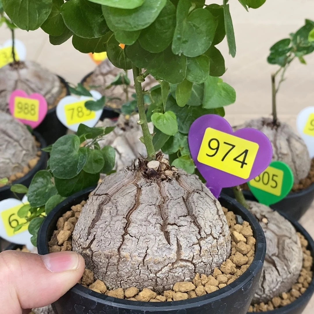 南非龟甲龙龟甲龙