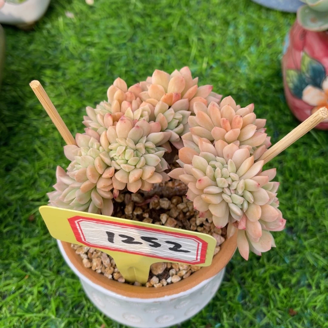 1252马库斯锦缀冠幅10一物一拍