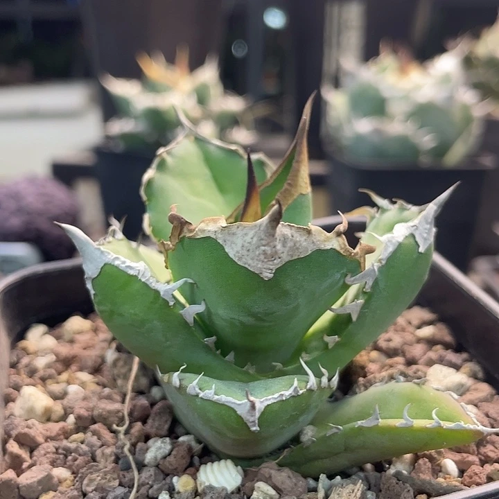 白犀牛组888888888888