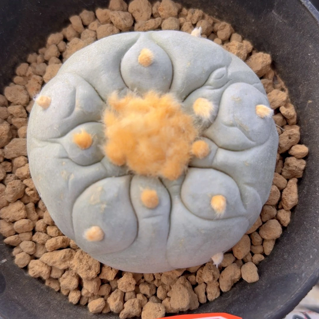 扁款白肌皱尤g g g g g g g g g 9