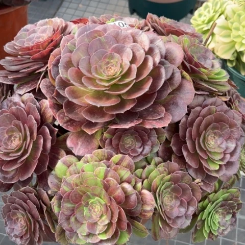 405花月夜35厘米左右