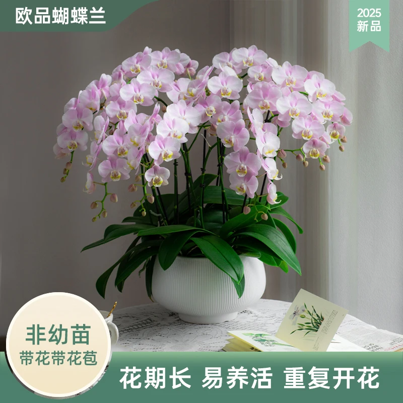 蝴蝶兰【天使】室内花卉 客厅办公室 绿植婚礼花卉带花蝴蝶兰耐高温