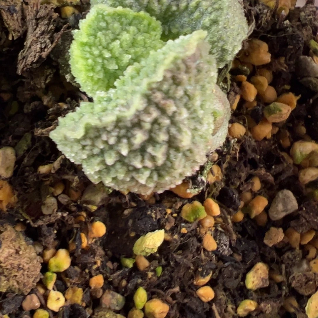实生新品多肉植物水泡