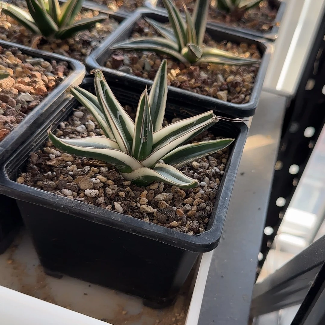 冰山龙舌兰111111111111