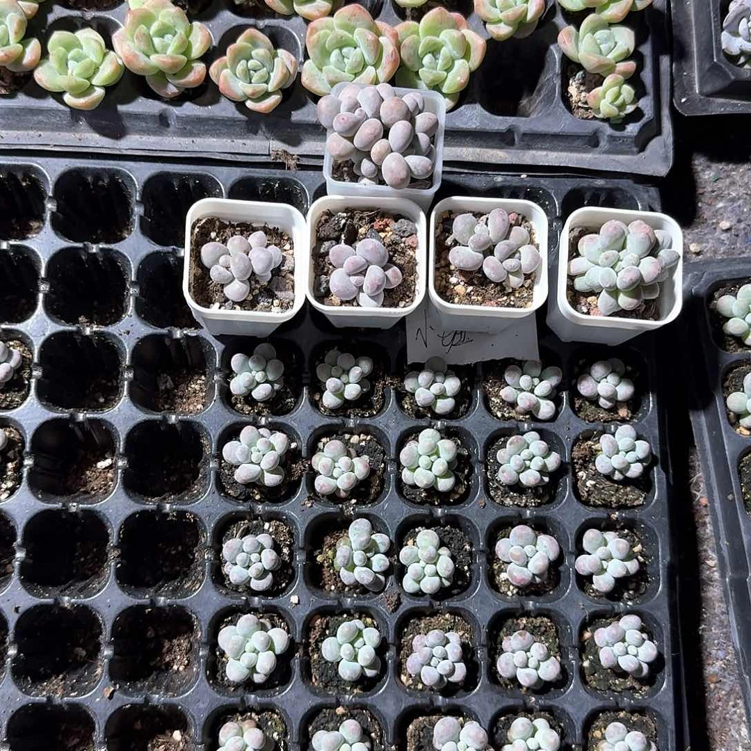 小妞一物一拍专拍