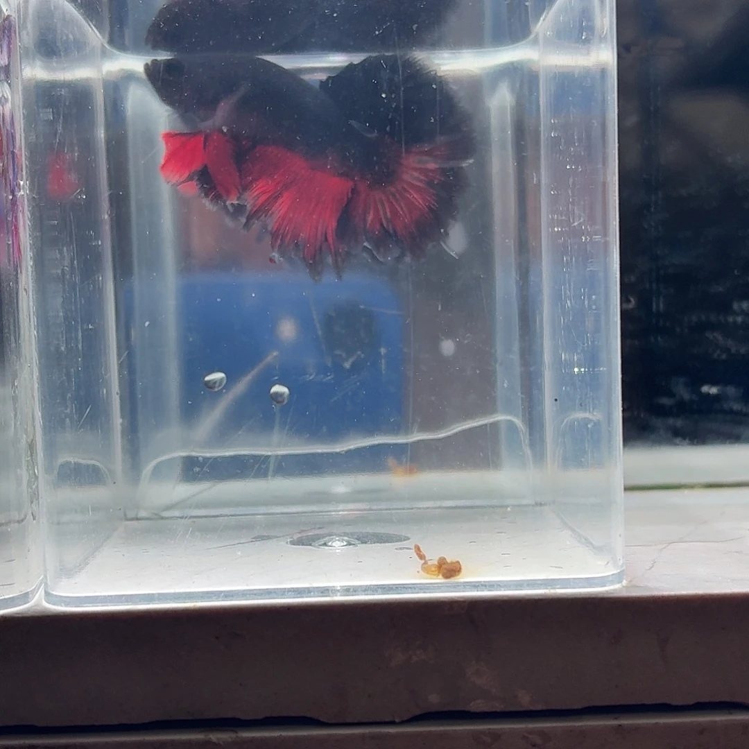 斗鱼泰国斗鱼直播210