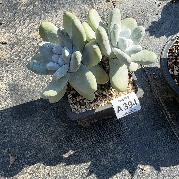 拇指仙女杯多肉植物